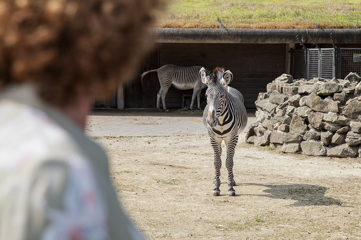 content GS1 zebra